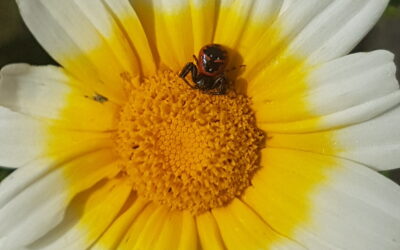 iNaturalist