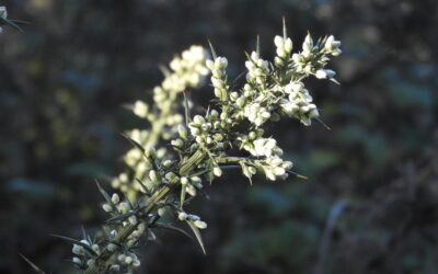 Flora and fauna