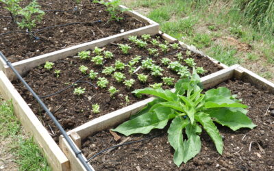 Kitchen garden
